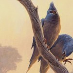 Odkryto ptaka sprzed 62 mln lat