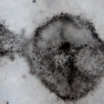 Odkryto skamieniałości zawierające "dziwne" cyjanobakterie