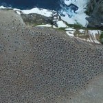 Odkryto superkolonię pingwinów - liczy aż 1,5 mln osobników
