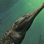 Odkryto szczątki największego krokodyla