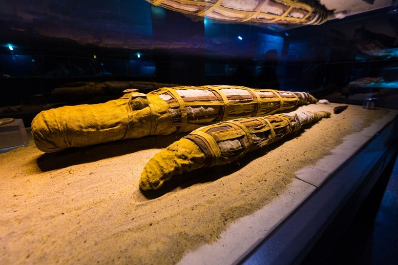 Odkryto tajemnicę starożytnego egipskiego kultu krokodyla. Mumia ujawniła prawdę