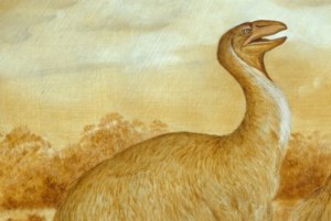 Odkryto tajemnicę wymarcia potężnych australijskich ptaków