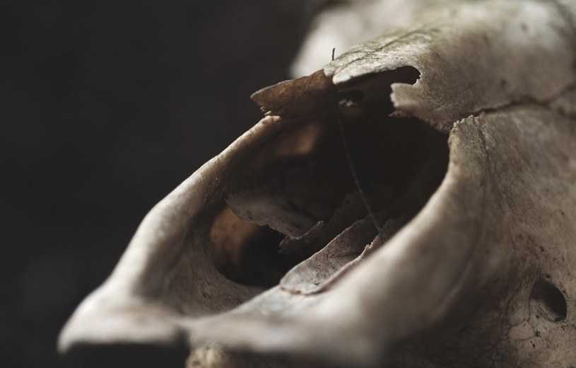Odkryto tajemniczy grób szamanki sprzed 12 tysięcy lat. W środku była czaszka tura