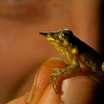 Odkryto żabę z wyrostkiem jak Pinokio