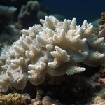 Odkryto zaskakujący środek, który pomoże uratować umierające koralowce