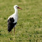 Odkrywamy sekrety diety bociana. Nie tylko żaby na talerzu