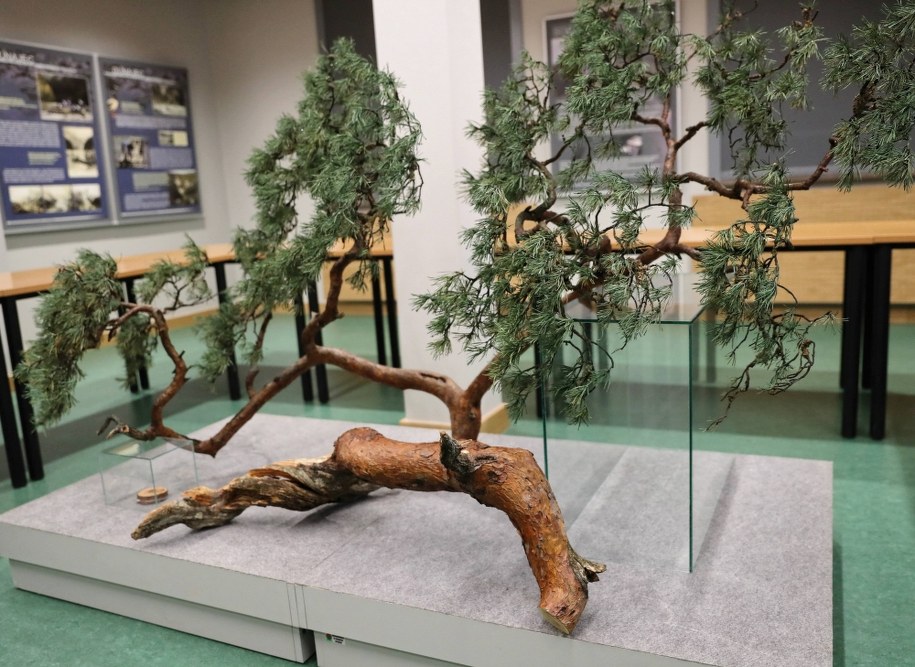 Odłamana w 2018 roku gałąź w siedzibie Pienińskiego Parku Narodowego / 	Grzegorz Momot    /PAP