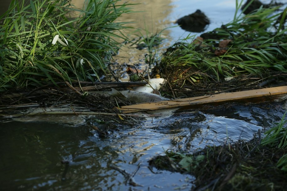 Odławianie śniętych ryb z Odry we wsi Chałupki /Zbigniew Meissner /PAP