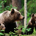 Bieszczady Odłowiono i przeniesiono 8 polskich niedźwiedzi. Będzie bezpieczniej?