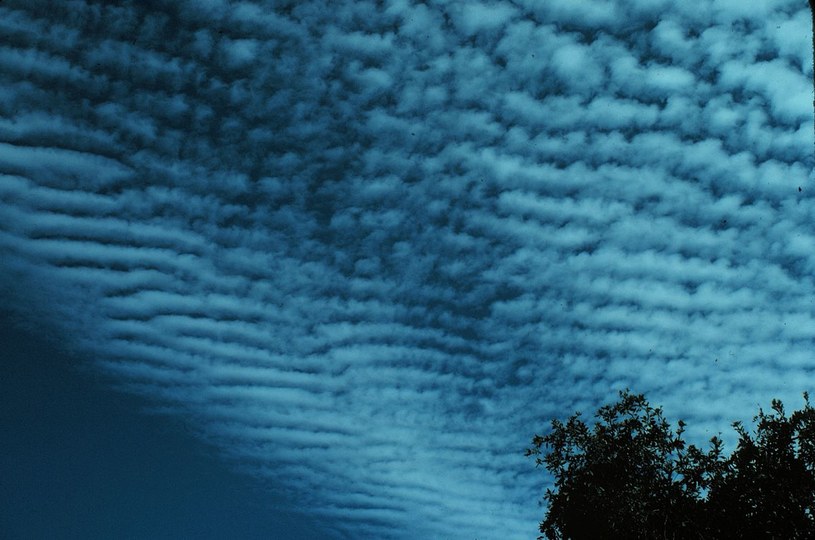 Kind Undulatus / Ralph F.  Kresge/NOAA/Public Domain