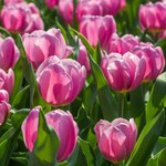 Odmiany tulipanów