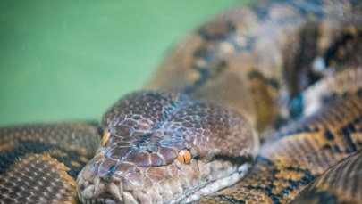 Odnalazł ciało żony w paszczy gigantycznego pytona