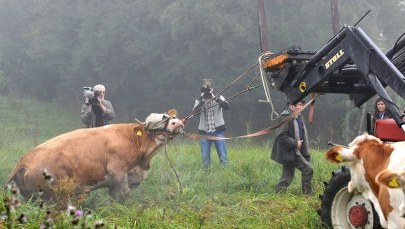 Odnalazła się słynna krowa Yvonne