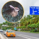 Odnalazło się zaginione od 40 lat zwierzę. Niestety, rozjechane na drodze