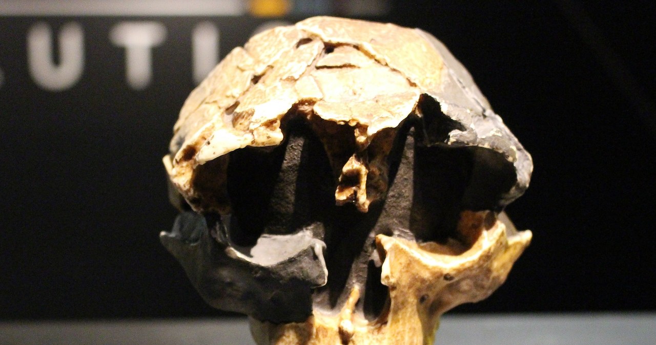 Odnaleziono kolejne szczątki gatunku homo antecessor /Emőke Dénes /Wikimedia