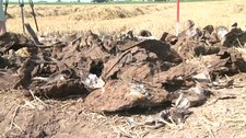 Odnaleziono kolejne szczątki samolotu Liberator