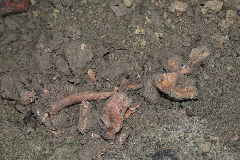 Odnaleziono szczątki ludzkie pochodzące sprzed ponad 100 lat /Policja