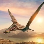 Odnaleziono szczątki największego na świecie pterozaura jurajskiego
