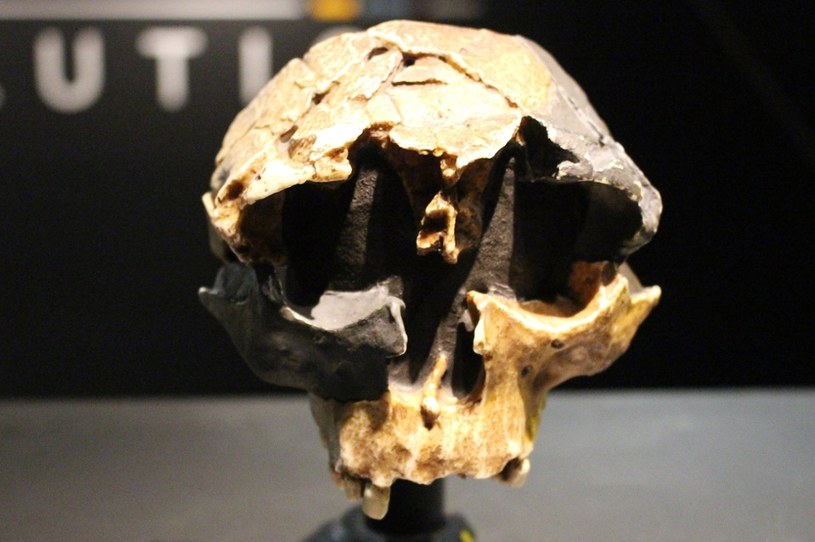 Odnaleziono szczątki rzadkiego gatunku człowieka. Mają 850 tys. lat