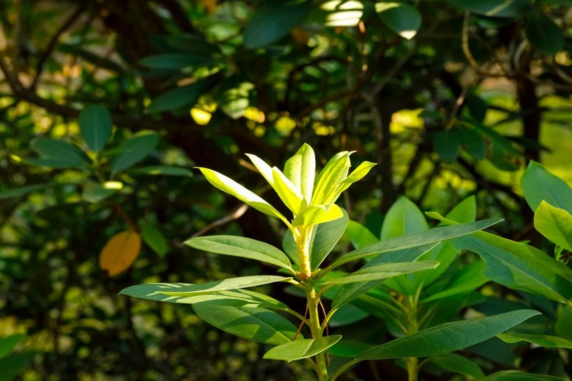 Odpowiednia pielęgnacja może pobudzić rododendron do kwitnięcia /123RF/PICSEL