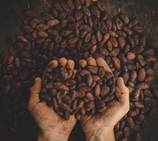 Odpowiednie modyfikacje procesu palenia ziaren kakaowca mogą poprawić ich wartości odżywcze /Pablo Merchán Montes/Unsplash /Materiały prasowe