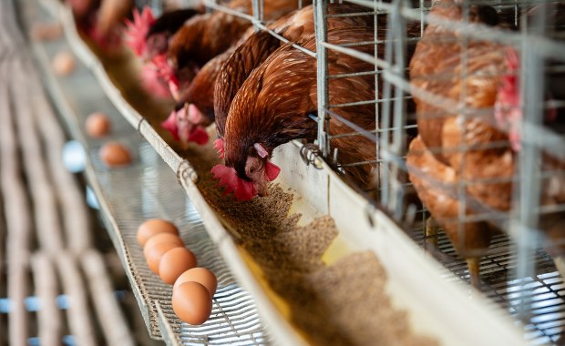 Odpowiedź na kryzys jajeczny. Rośnie zainteresowanie wypożyczeniem kur