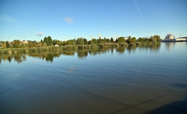 Odra jak bajoro. Glony kwitną na potęgę