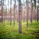 Odrażające znalezisko w polskim lesie. Leśnicy nie przebierają w słowach