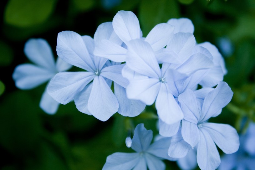 Odrobina Afryki na twoim tarasie. Ołownik oczaruje wyglądem