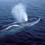 Odrodzenie wielorybów. Ogromne płetwale powróciły na wody Antarktyki