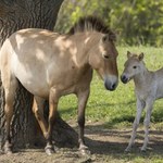 Odrzucenie i przygarnięcie. Poruszająca historia adopcji ginącego gatunku