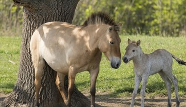 Odrzucenie i przygarnięcie. Poruszająca historia adopcji ginącego gatunku