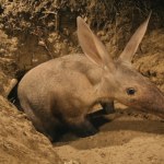 Odrzuciła go matka. Mrównik stanie się atrakcją zoo we Wrocławiu