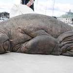 Odsłonięto pomnik samicy morsa Freyi. Zwierzę uśpiono z winy ludzi