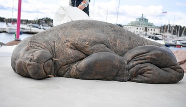 Odsłonięto pomnik samicy morsa Freyi. Zwierzę uśpiono z winy ludzi