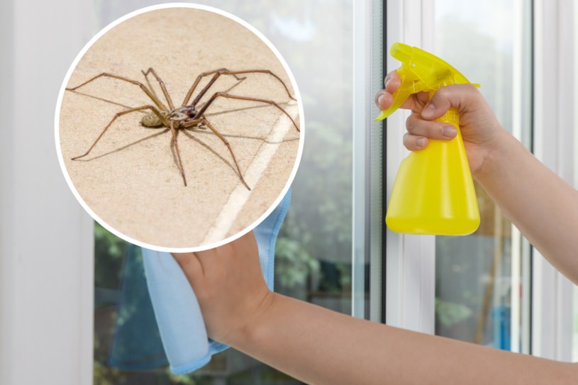 Odstraszającą mieszanką na pająki wystarczy spryskać framugi okien oraz drzwi /123RF/PICSEL