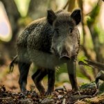 Odstrzał dzików w Warszawie. Lasy Miejskie podały dane