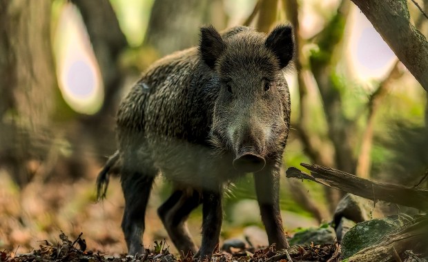 Odstrzał dzików w Warszawie. Lasy Miejskie podały dane