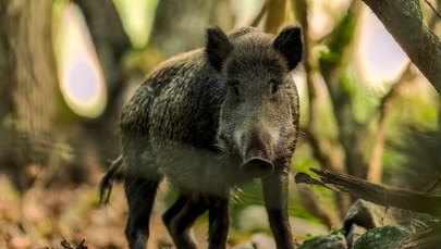Odstrzał dzików w Warszawie. Lasy Miejskie podały dane