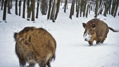 Odstrzał dzików w Wielkopolsce. Mieszkańcy boją się o swoje bezpieczeństwo