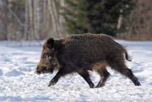 Odstrzał dzików? "Walka z wirusem postawiona na głowie"