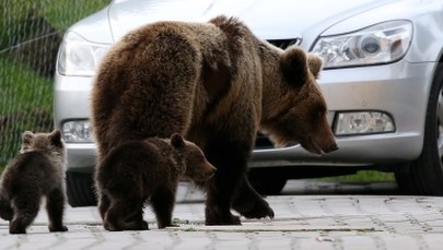 Odstrzał niedźwiedzicy Ingrid był konieczny? Kilkanaście tysięcy Słowaków domaga się wyjaśnień 