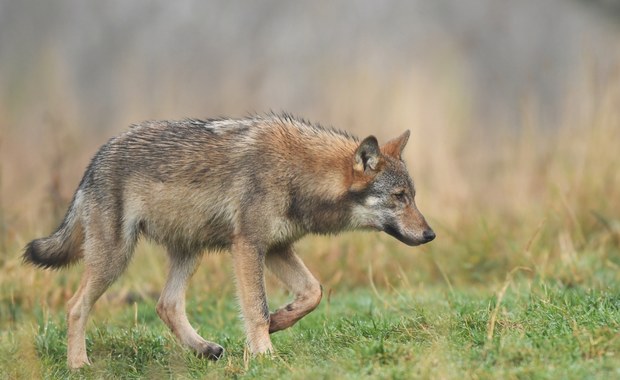 ​Odstrzelą wilka pod Kościerzyną. Jak będzie trzeba zabiją dwa