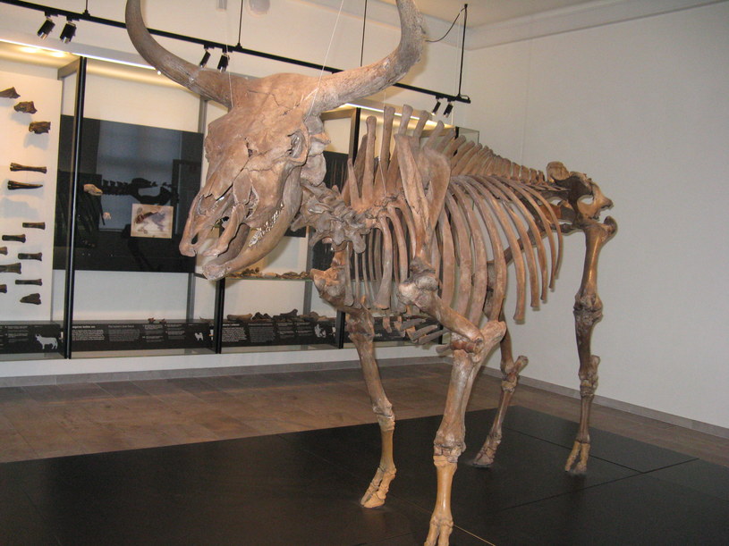 Odtworzony szkielet tura w jednym z muzeów /Wikipedia /materiały prasowe
