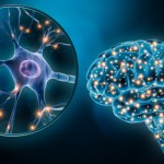 Odtworzyli fragmenty ludzkiego mózgu w szalce. Efekt ich zaskoczył