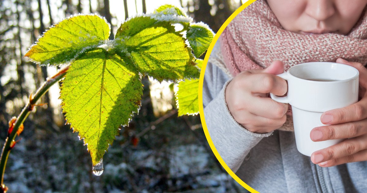 Odwar z pędów malin był niegdyś często pijany w przypadku przeziębienia. Świetnie rozgrzewa i zbija gorączkę /123RF/PICSEL