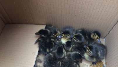 Odważna kaczka dziwaczka eksmitowana. Trzeba było ratować pisklęta