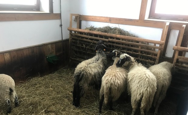 Odwiedzamy Centrum Pasterskie w Koniakowie. Niebawem owce wyjdą na hale