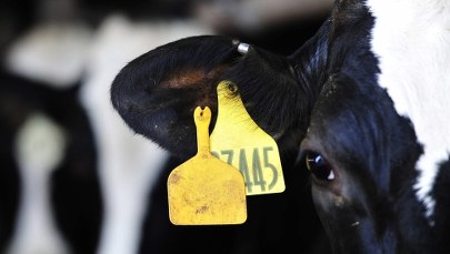 Odwołano zastępcę Głównego Lekarza Weterynarii. "Efekt kontroli w polskich ubojniach"