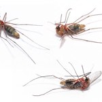 Odzież która zabija komary: nadszedł kres nierównej walki!